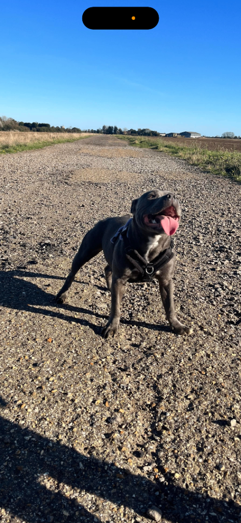 6 beautiful Staffordshire bull terrier puppys