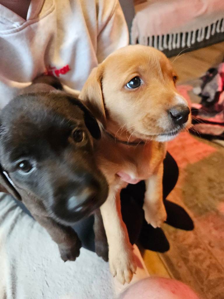 Labrador puppies for sale