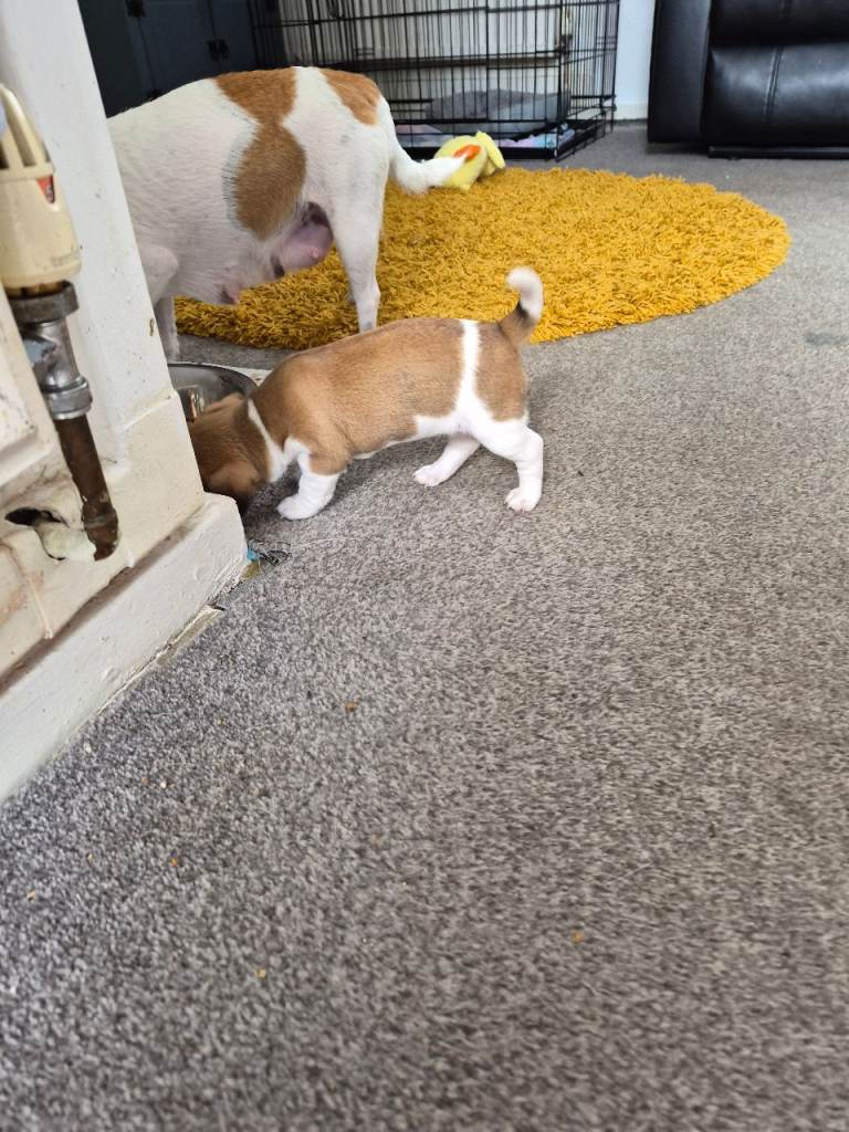 Jack Russell puppy for sale 