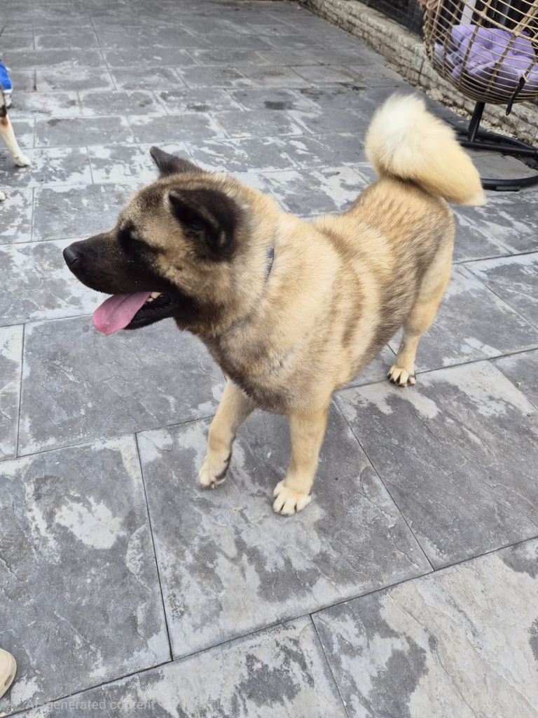 KC REGISTERED AKITA MALE