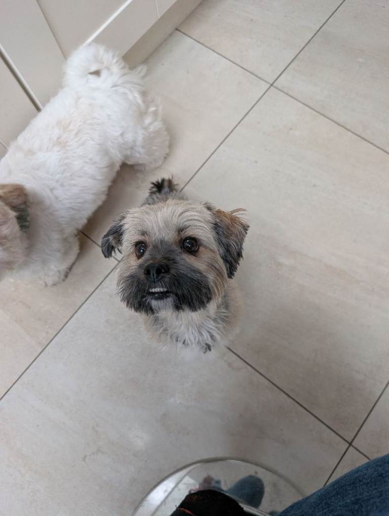 Shih Tzu pups - only two left 