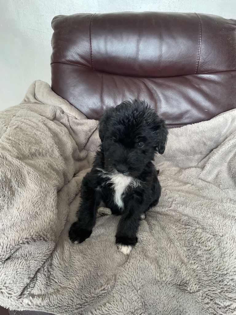 Cockerpoo x border collie puppies