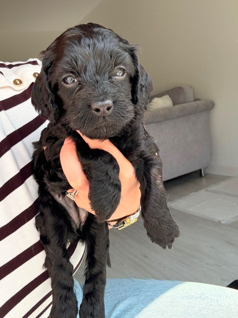 Cockapoo puppies