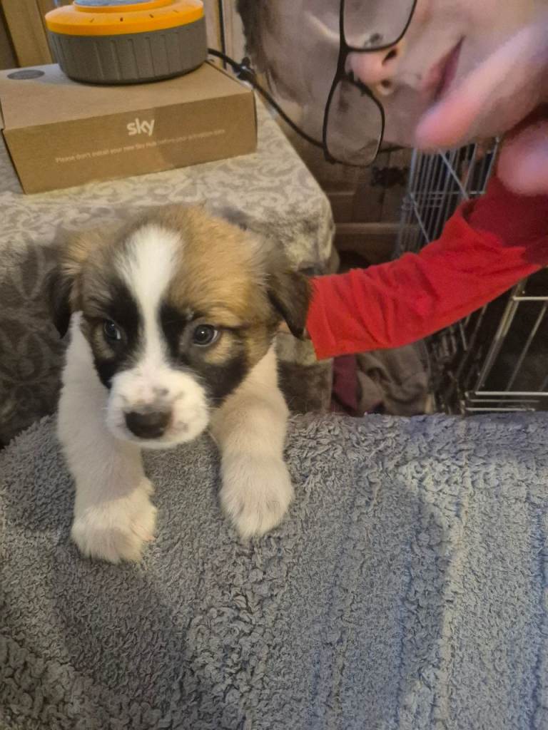 3 x belgian shepherd puppies for sale 