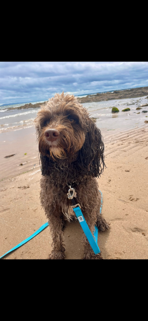 Beautiful Chocolate Cockapoo Puppy - Looking for Loving Home
