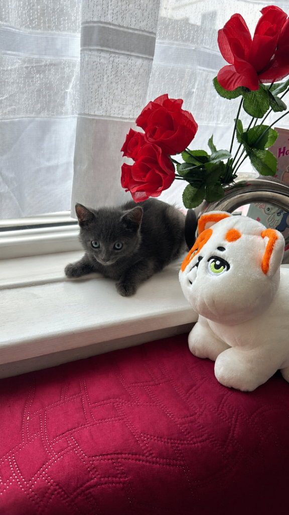 3 Adorable kittens 