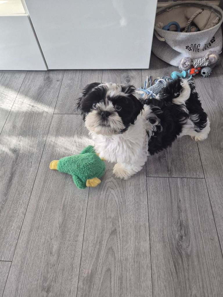 Shih tzu puppy 
