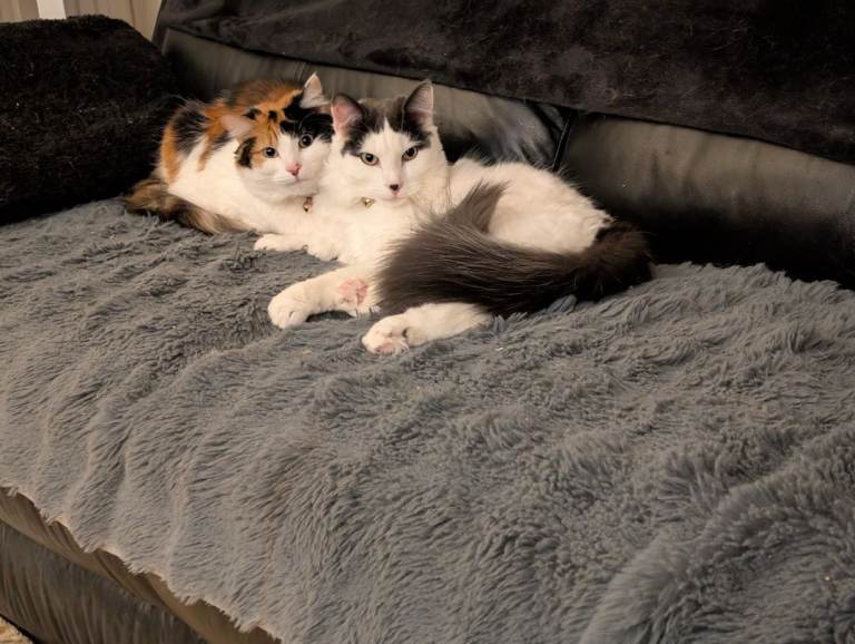Brother and sister Turkish Van cats