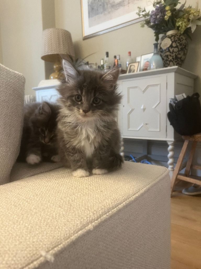 Beautiful fluffy Maine Coon X kittens
