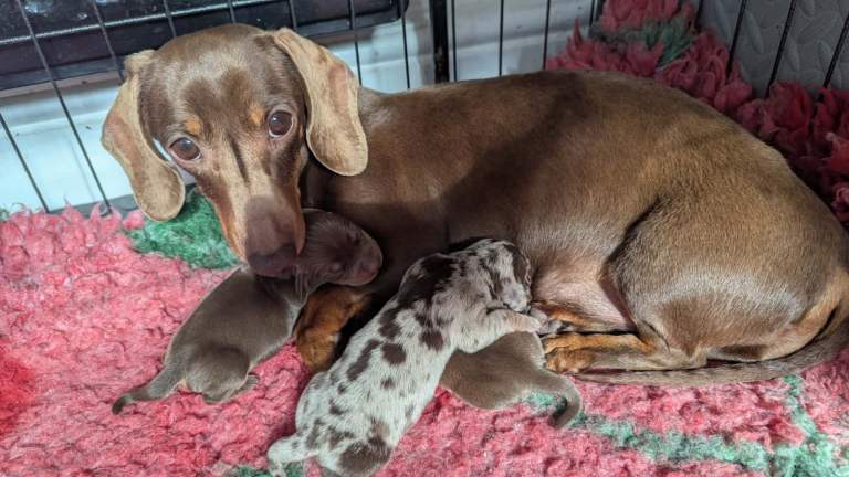 KC Reg Miniature Dachshund Puppies - PRA Clear - Chocolate Dapple & Tan Girls