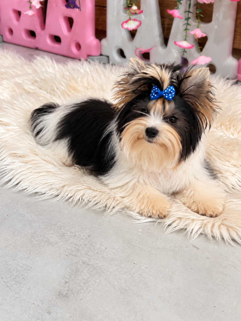 Beautiful Biewer Yorkshire Terrier Girl – 7 Months Old