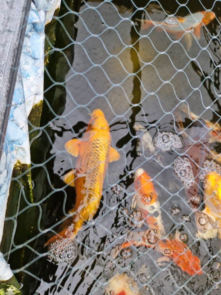 3 Japanese koi 