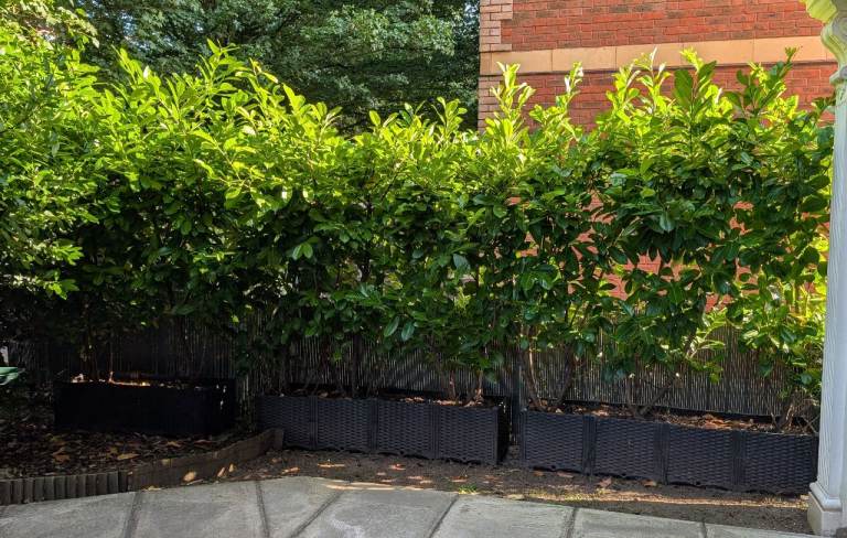 Cherry Laurels (x8) in planters/troughs. 6ft-7ft tall. £30 each. 