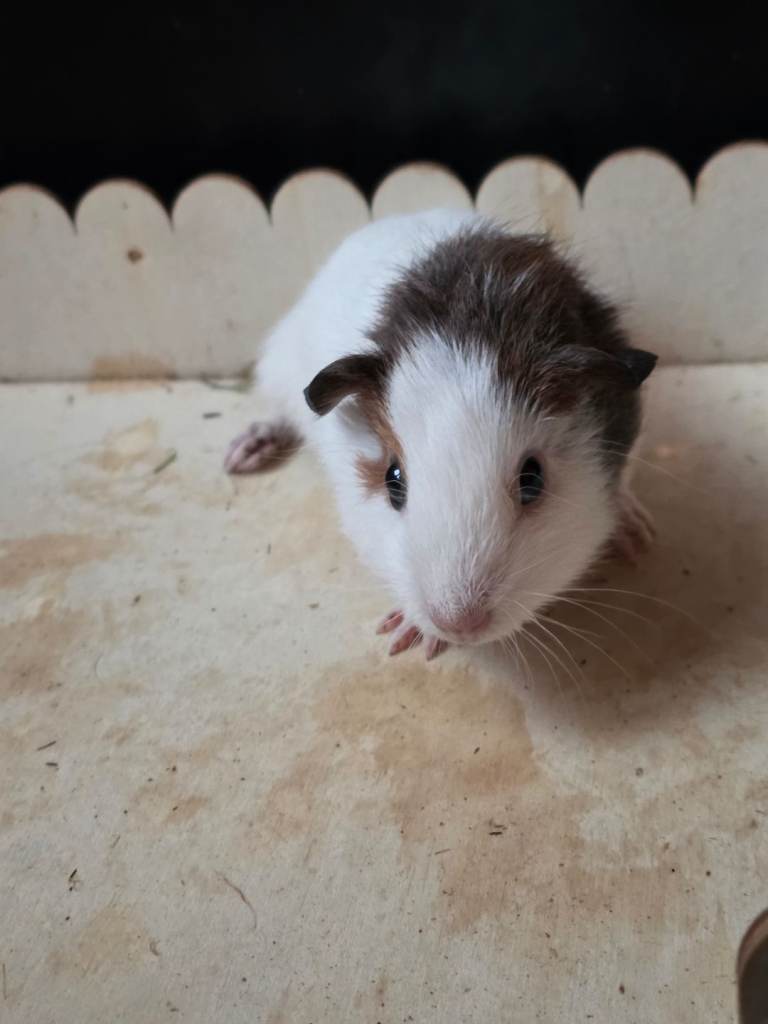 Two cute boy guinea pigs 