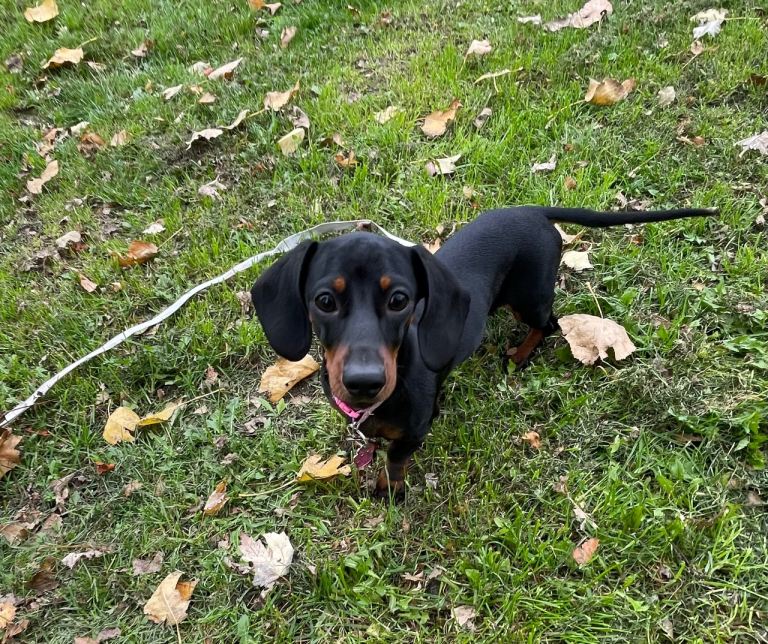 8 months black & brown Dachshund, Female