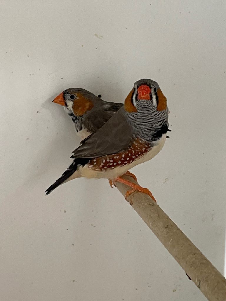 Zebra finches and tame baby budgies