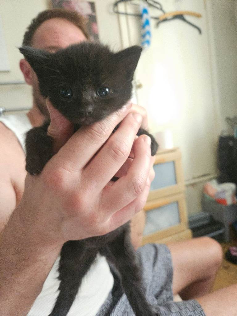Kittens for rehoming 