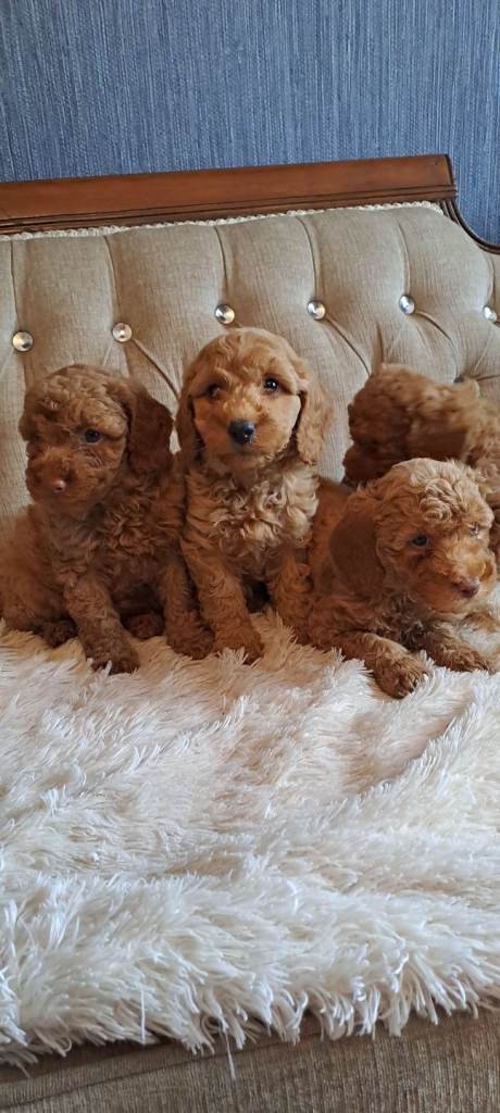 Red Miniature Poodle Puppies 