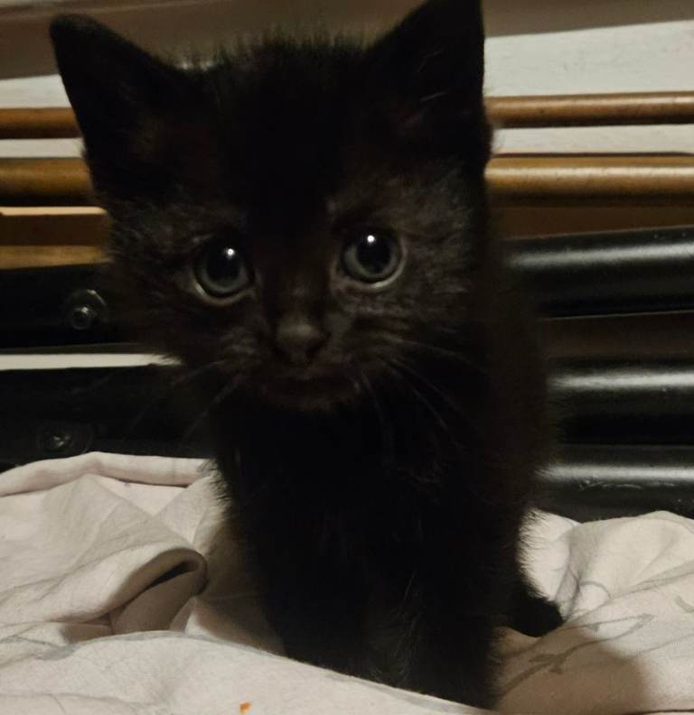 Black kittens 2 boys 1 girl