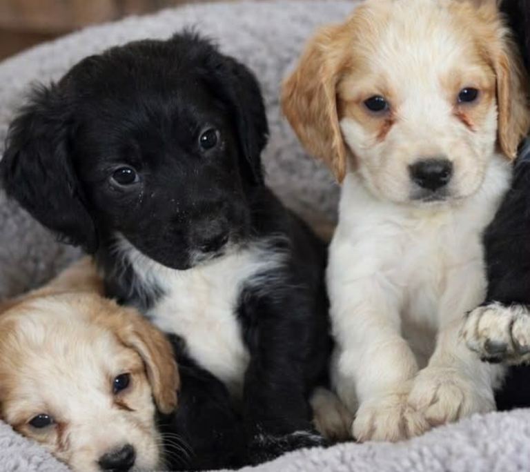 Cocker spaniel puppies ready now