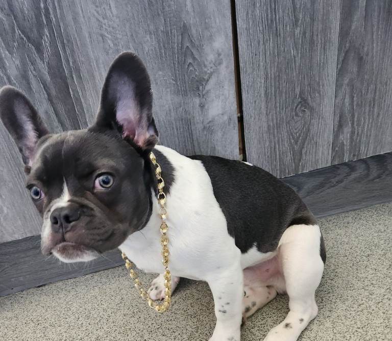 Frenchie puppy