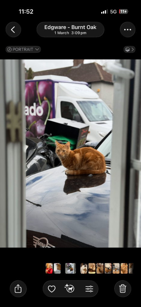 Two cats for sale
