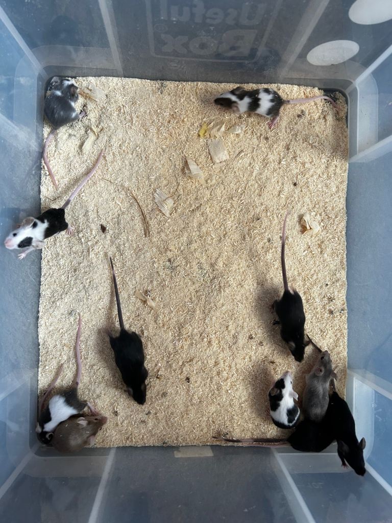 Baby mice