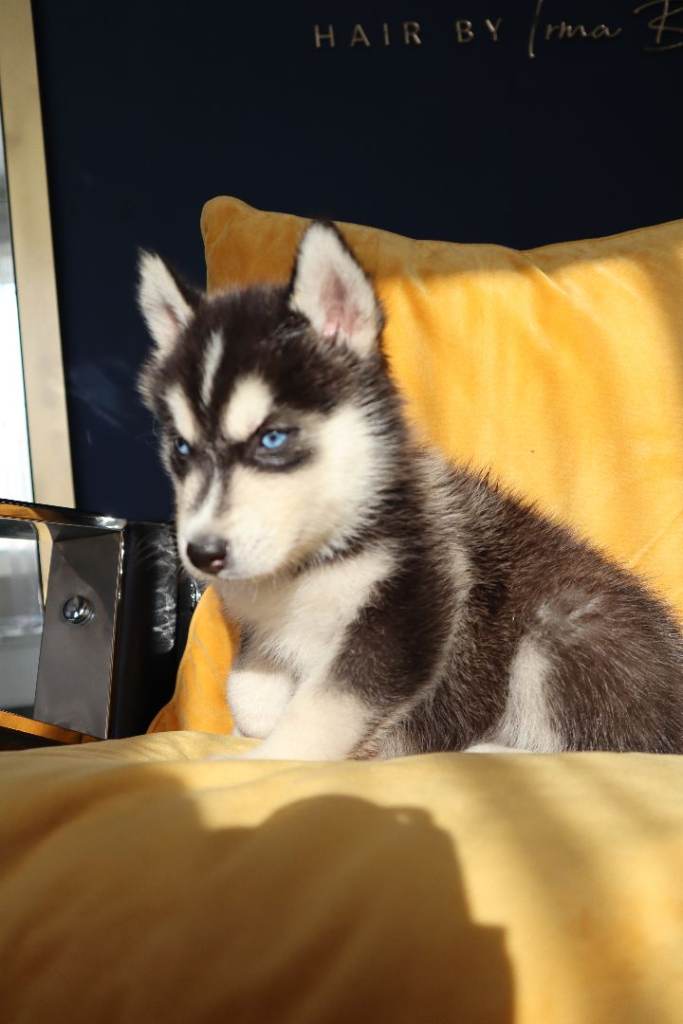 Purebred Siberian Huskies 7 Puppies from DNA Health-Tested Parents