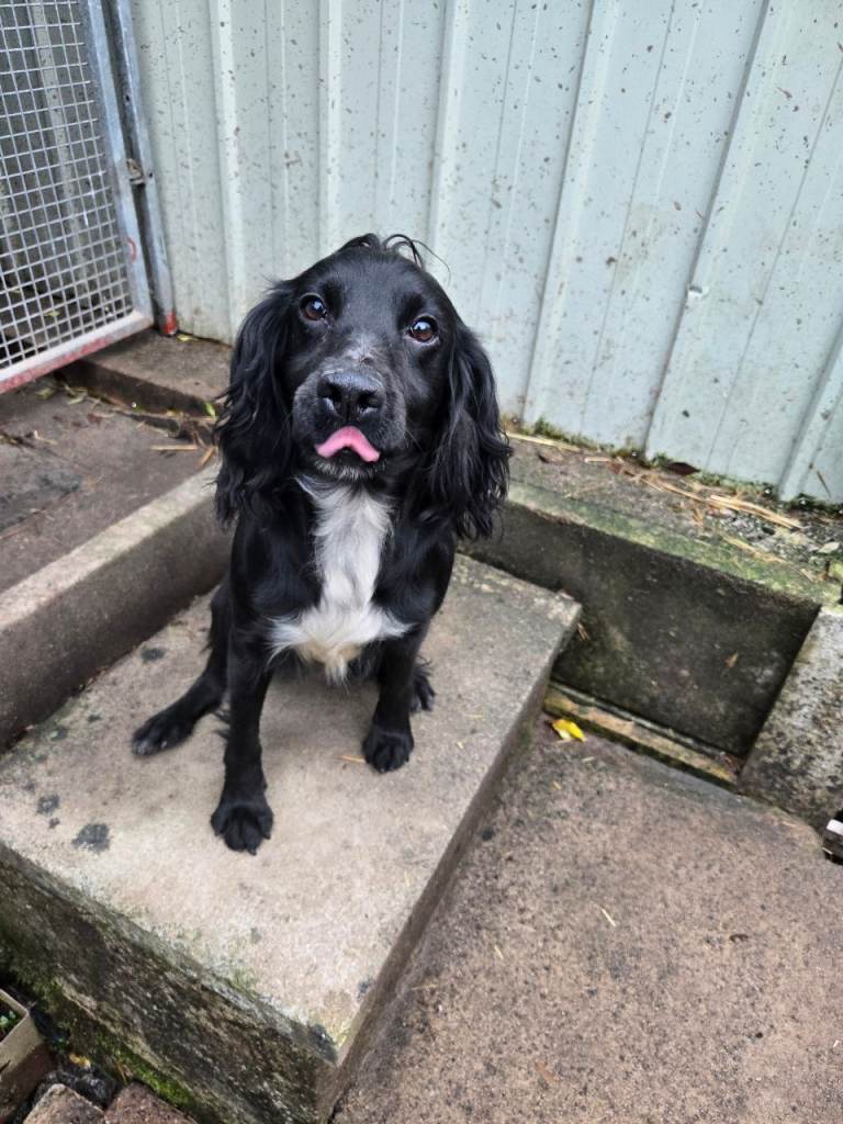 Cocker Spaniel KC registered 5 year old