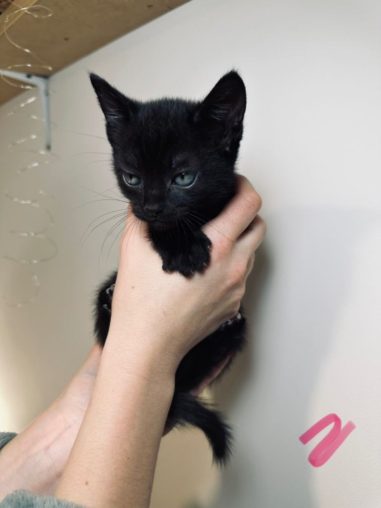 British kittens 