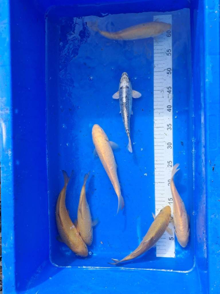 Koi for sale - See photo's and description 