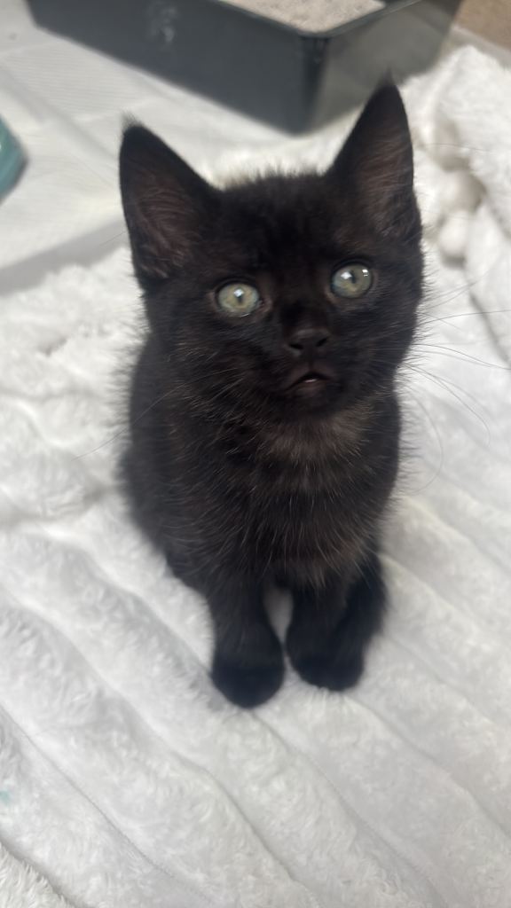 Kittens for sale 