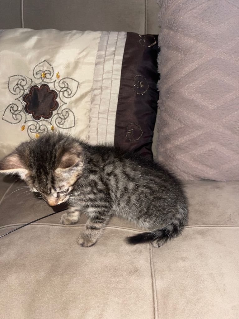 Male kitten for sale