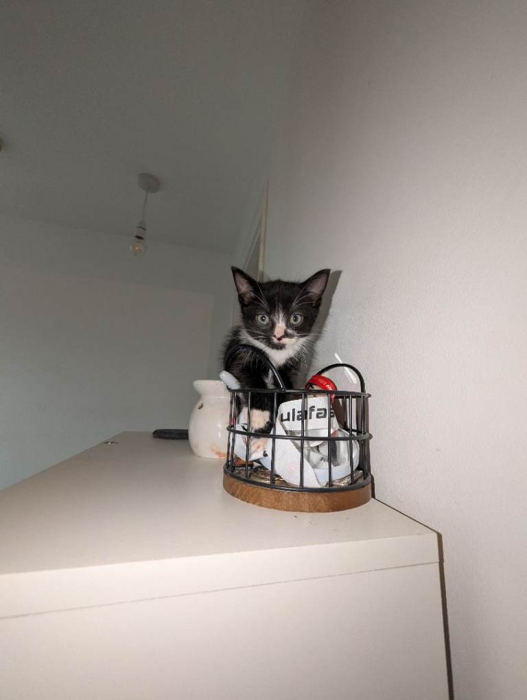 Adorable Kittens Looking for Their Forever Homes 🐾