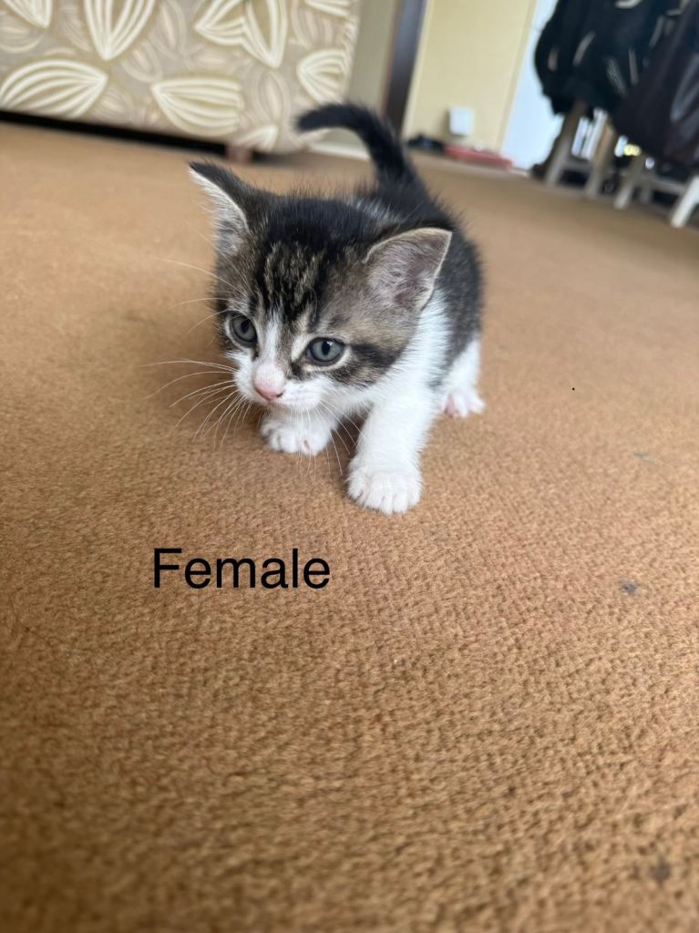 Kittens - all reserved now 