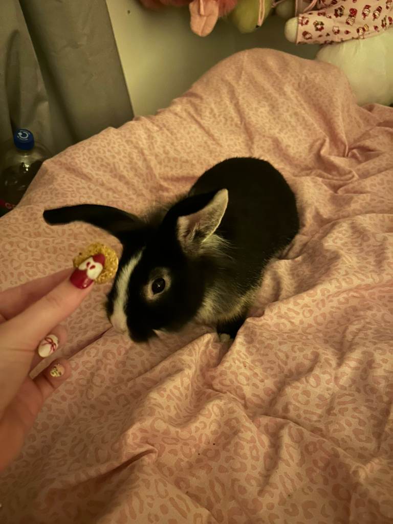 Male rabbit for sale 