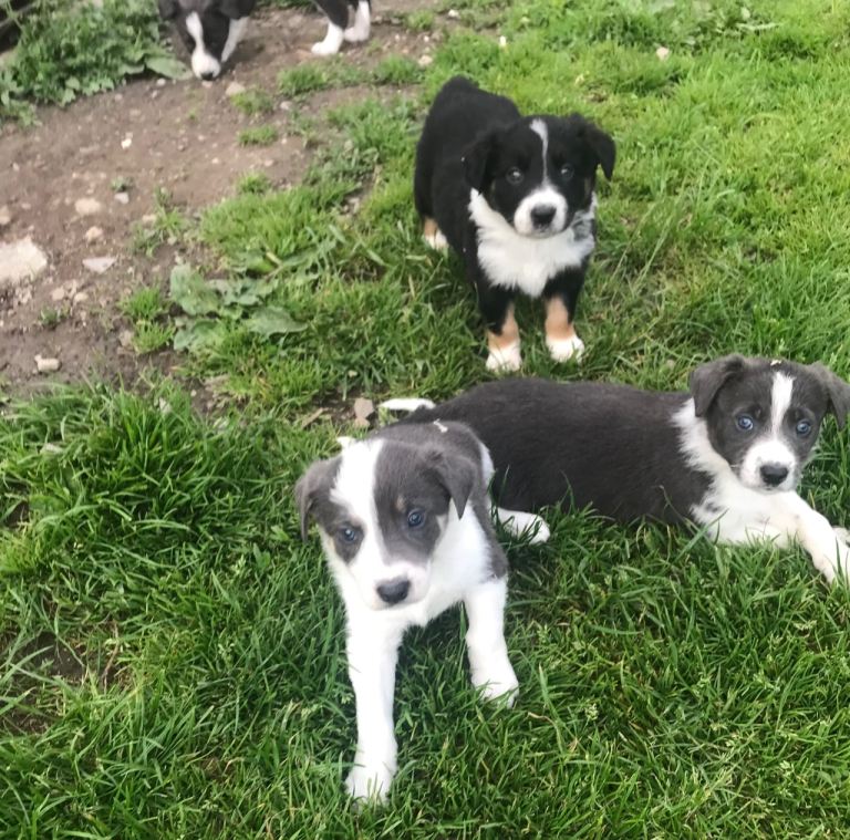 Stunning sheepdog pups for sale 