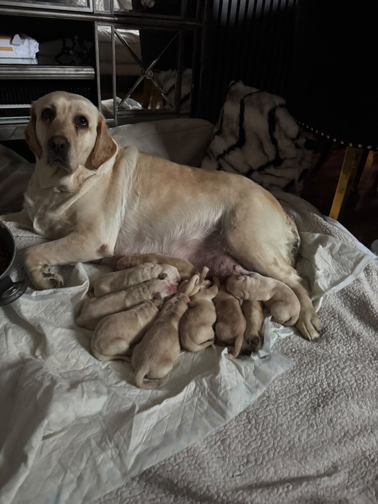 Labrador Retriever  puppys