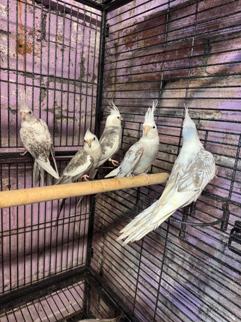 Whitefaced cockatiels 