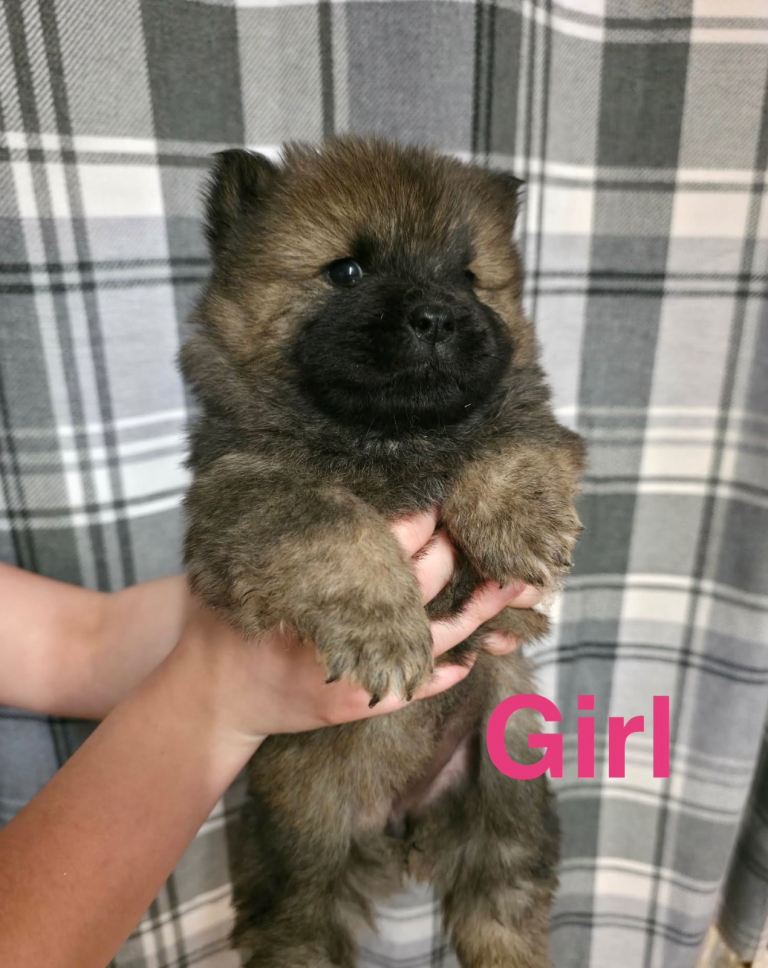Chow chow puppies 
