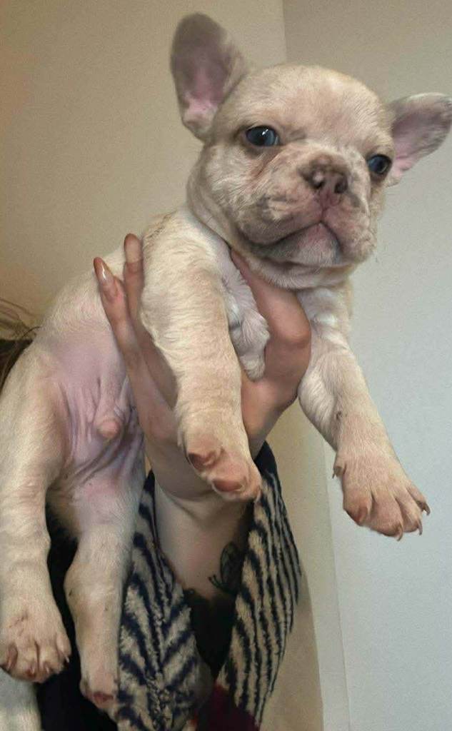French bulldogs for sale 