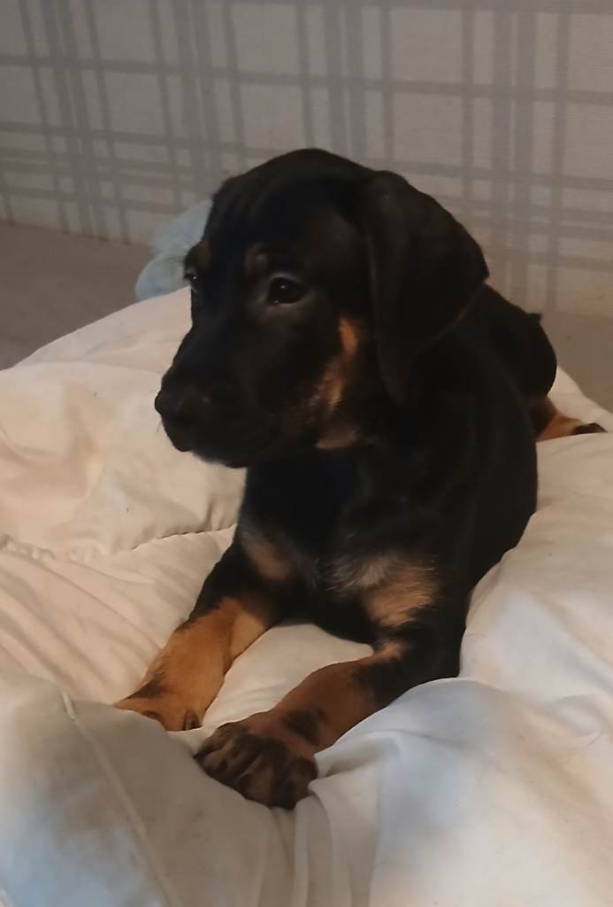 staffy x irish setter £500