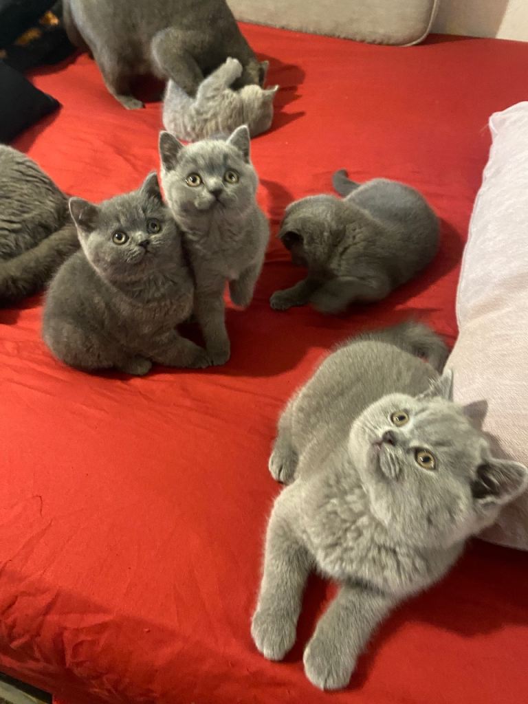     British Shorthair Kittens for Sale