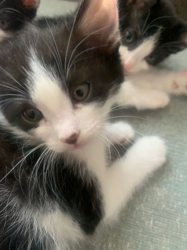 Black & White kittens