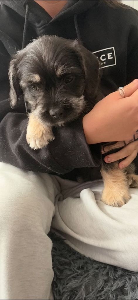 Stunning cockapoo x frenchie pup