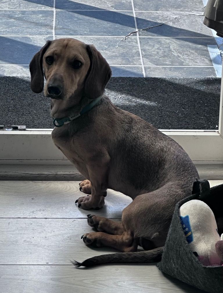 Older puppy miniature dachshund 