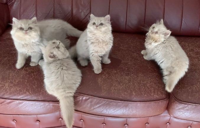 GCCF registered British long hair kittens 