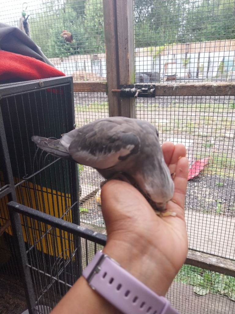 Male Cockatiel for sale