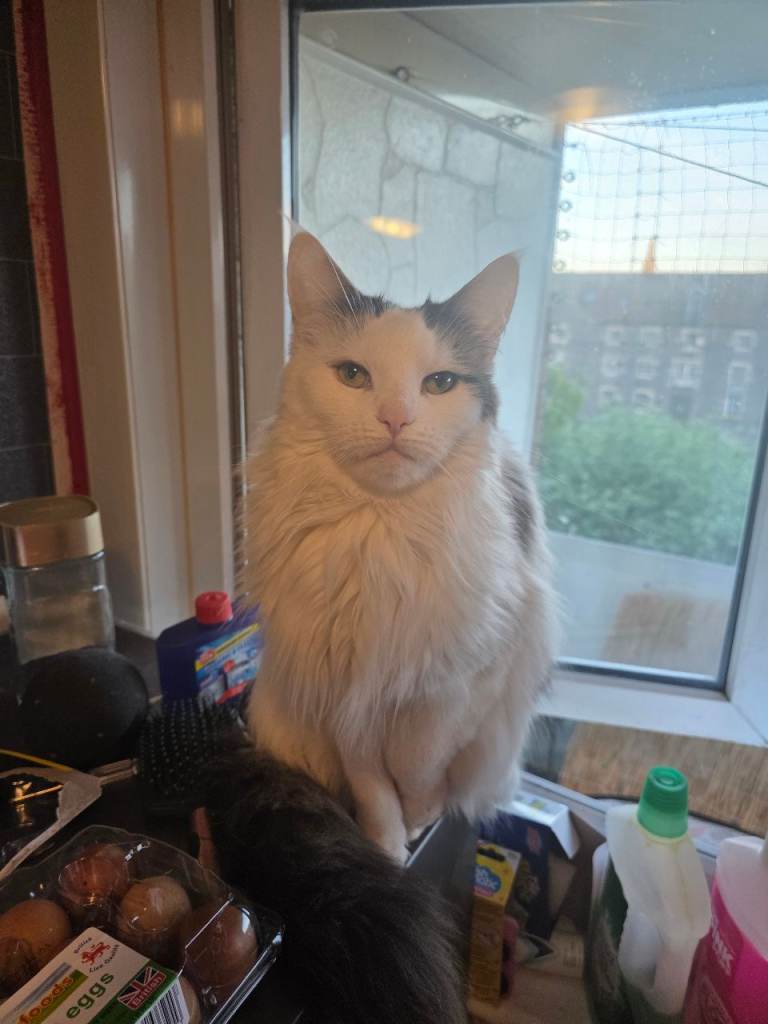 1/½ years old Female mainecoon 