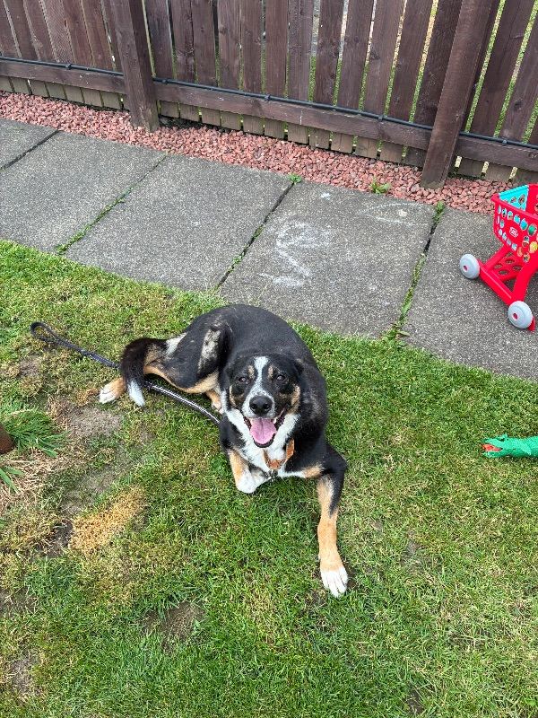Tri colour collie 